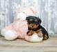 chiots Yorkshire Terrier - photo 1