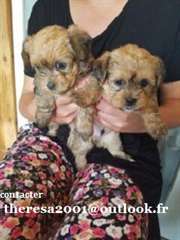 A donner, chiots de type yorkshire terrier lof