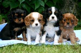 bébés cavalier king charles LOF