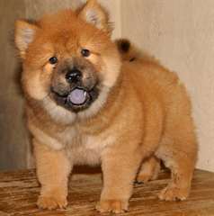 dispo de suite chiot chow chow noir