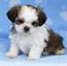 Je donne mes chiots shih tzu - photo 1