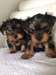 Yorkshire Terrier Puppies- Miniture - photo 1