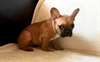Adoption chiot bouledogue français femelle - photo 1