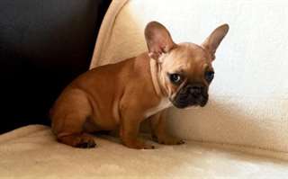 Adoption chiot bouledogue français femelle