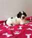 Chiots Cockapoo F1 - photo 2
