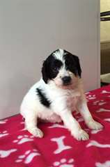 Chiots Cockapoo F1