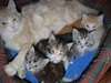 chatons sibériens hypoallergénique pour bon soin - photo 1