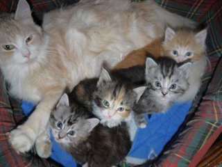 chatons sibériens hypoallergénique pour bon soin