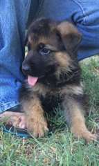 Magnifique portée de chiot berger allemand