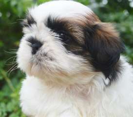 Magnifique shih tzu