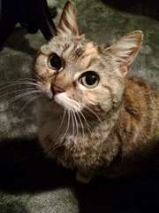 adorable minette tigrée cherche une famille