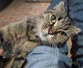 chatte typée scottish fold à l'adoption