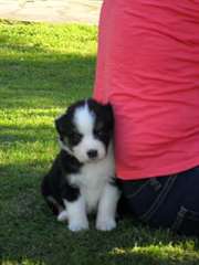 Adoption Chiot berger australien femelle
