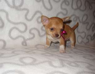 Adorable chiots femelle de type chihuahua