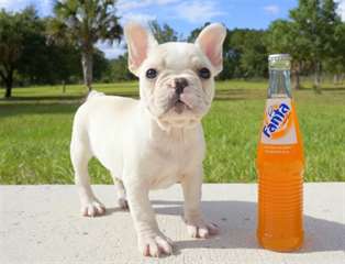 des Bouledogues Français disponibles