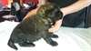 A donner 1 chiot de type Léonberg femelle - photo 1