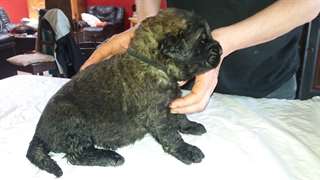 A donner 1 chiot de type Léonberg femelle