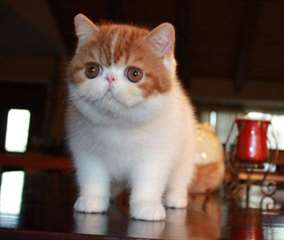 Chatons Exotic Shorthair &#224; vendre