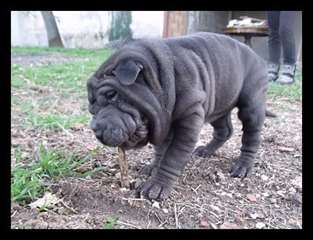adorable chiot Sharpei de pure race et sociabilisé