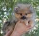 A donner Adorable chiot Spitz Allemand - photo 1
