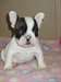Adorable bouledogue français - photo 1