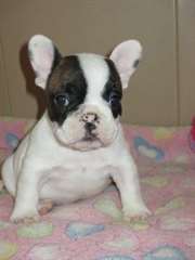 Adorable bouledogue français