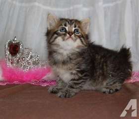 American Bobtail Chats et chatons à vendre