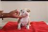 Adorable Staffordshire Bull Terrier femelle - photo 1