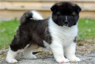 chiot akita inu poil long roux et blanc