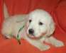 Golden retriever très adorables a donner - photo 1