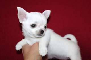 beau chiots chihuahua disponibles pour adoptoin