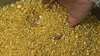 Vente d'or en Poudre ou Lingot en provenance de DO - photo 2