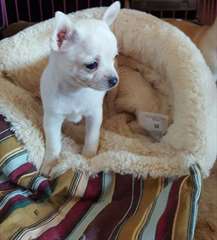 A donner Chihuahua Male Et Femelle