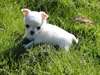 A donner 1 chiot type chihuahua chocolat - photo 1