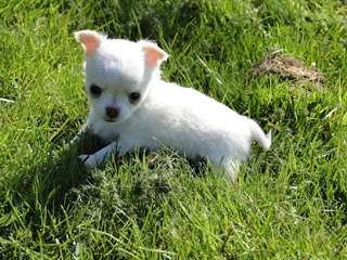 A donner 1 chiot type chihuahua chocolat