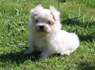 adorable bichon maltais de 3 mois a donner