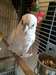 Magnifique perroquet cacato&#232;s corella femelle - photo 1