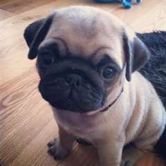 Pug Carlin a donner (Quebec et alentours)