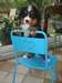 A donner chiot type bouvier bernois femelle - photo 2