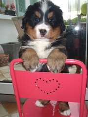 A donner chiot type bouvier bernois femelle