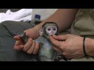 Donne magnifique bebes singe capucins
