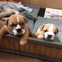3 chiots bulldog anglais  à donner pucés, vaccinés