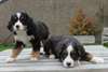 Disponible de suite chiots Bouviers Bernois - photo 1