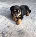 La Qualité De L'Rottweiler Chiots - photo 2