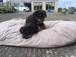 La Qualité De L'Rottweiler Chiots