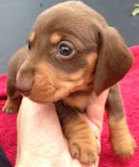 Chiots chocolat teckel à vendre