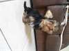 chiots yorkshire pour adoption. - photo 1