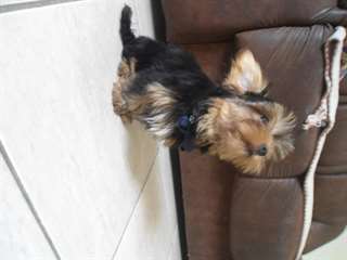 chiots yorkshire pour adoption.