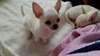 chiots chihuahua - photo 1