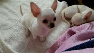 chiots chihuahua
